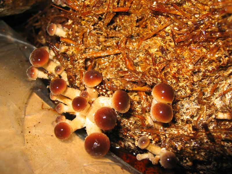 I Funghi primaverili: Agrocybe aegerita